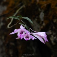 Dendrobium maccarthiae Thwaites
